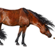 Illustration for article titled Ancient global warming may have caused horses to shrink